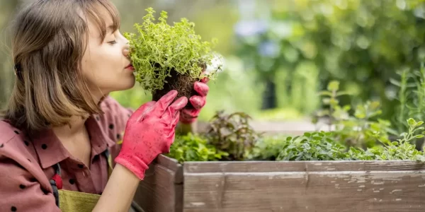 horta de alimentos orgânicos